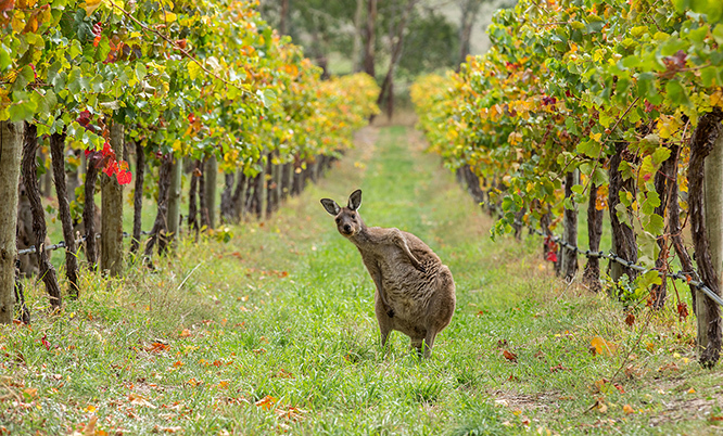 World of Wine - Australia & NZ 