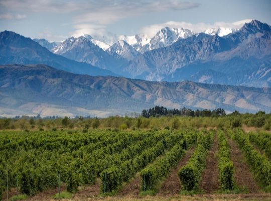 World of Wine Series: Chile and Argentina 