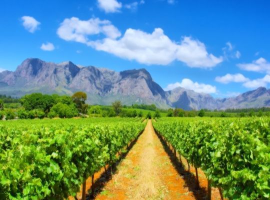 World of Wine - USA and South Africa