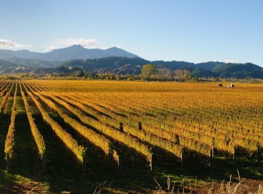 'World of Wine' Australia and New Zealand