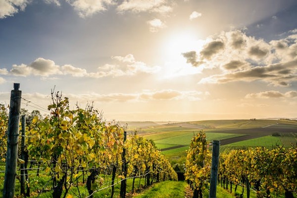 Spring In The Vineyard