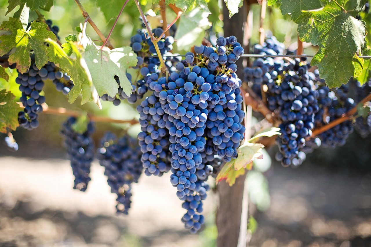  Grape Escapades   