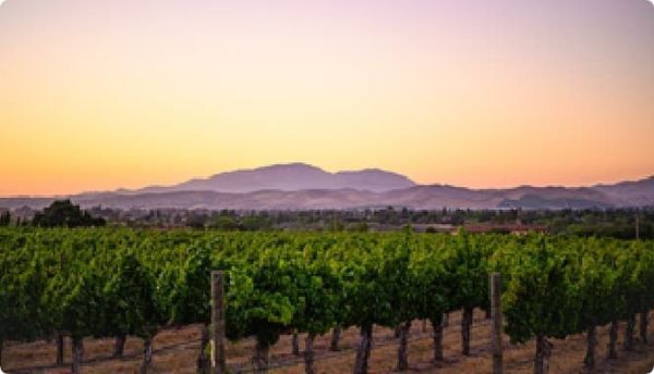livermorevineyardviews11_alyciamoreno_C_wineinstitute-2x--600px