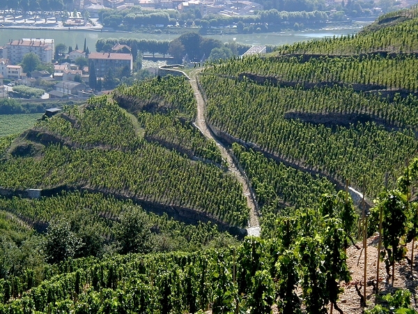 Rhone Valley: Cote Rotie to Chateauneuf du Pape