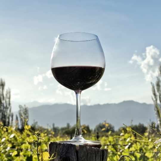 Introduction to Wine - Red Wines of the World  