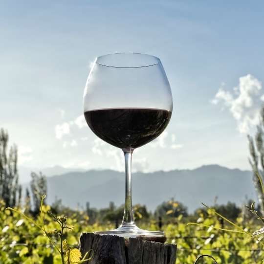 Introduction to Wine - Red Wines of the World 