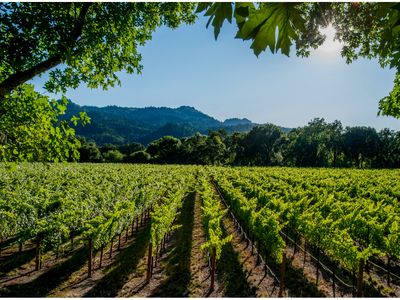 Wonderful World of Wine - North America & South Africa 