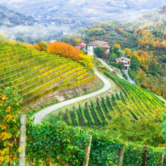 Introduction to Italy -NW: including Piemonte, home of Barolo