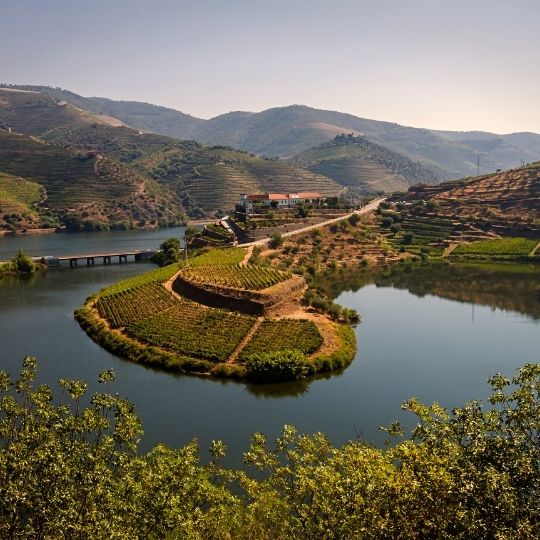 ONLINE TASTING: A Portuguese Wine Odyssey with António Maçanita