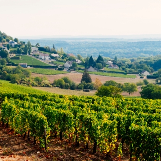 Tour de France: Discover Loire & Alsace