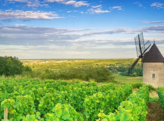 Wonderful World of Wine - Burgundy & Loire
