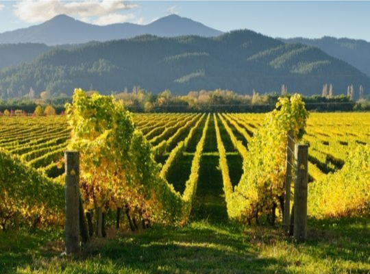 Wonderful World of Wine - Australia & NZ 