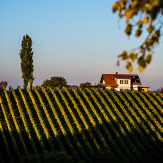 World of Wine: Alsace, Germany, the UK & Austria