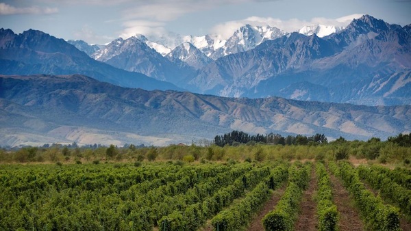 World of Wine Series: Chile and Argentina