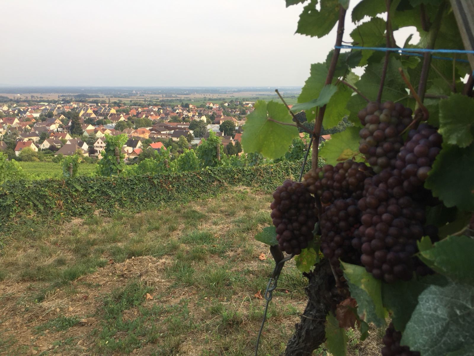 Terroir Trail: Alsace Grand Cru Walkaround Tasting