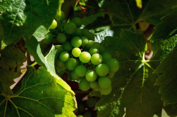 English Wine Week - Nation of Winemakers