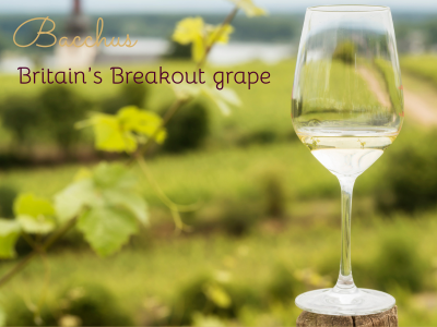 Bacchus; Britain's Breakout Grape