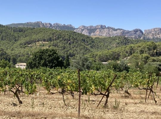 Wines of the Rhône