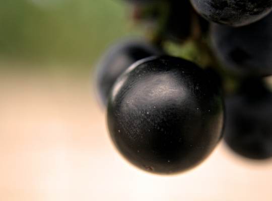 Cabernet Sauvignon, Merlot and Semillon