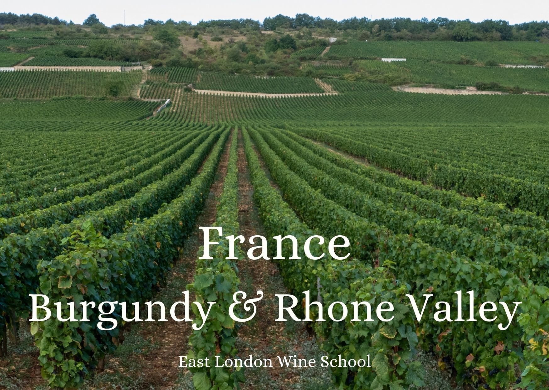 Wines of Burgundy and the Rhone Valley