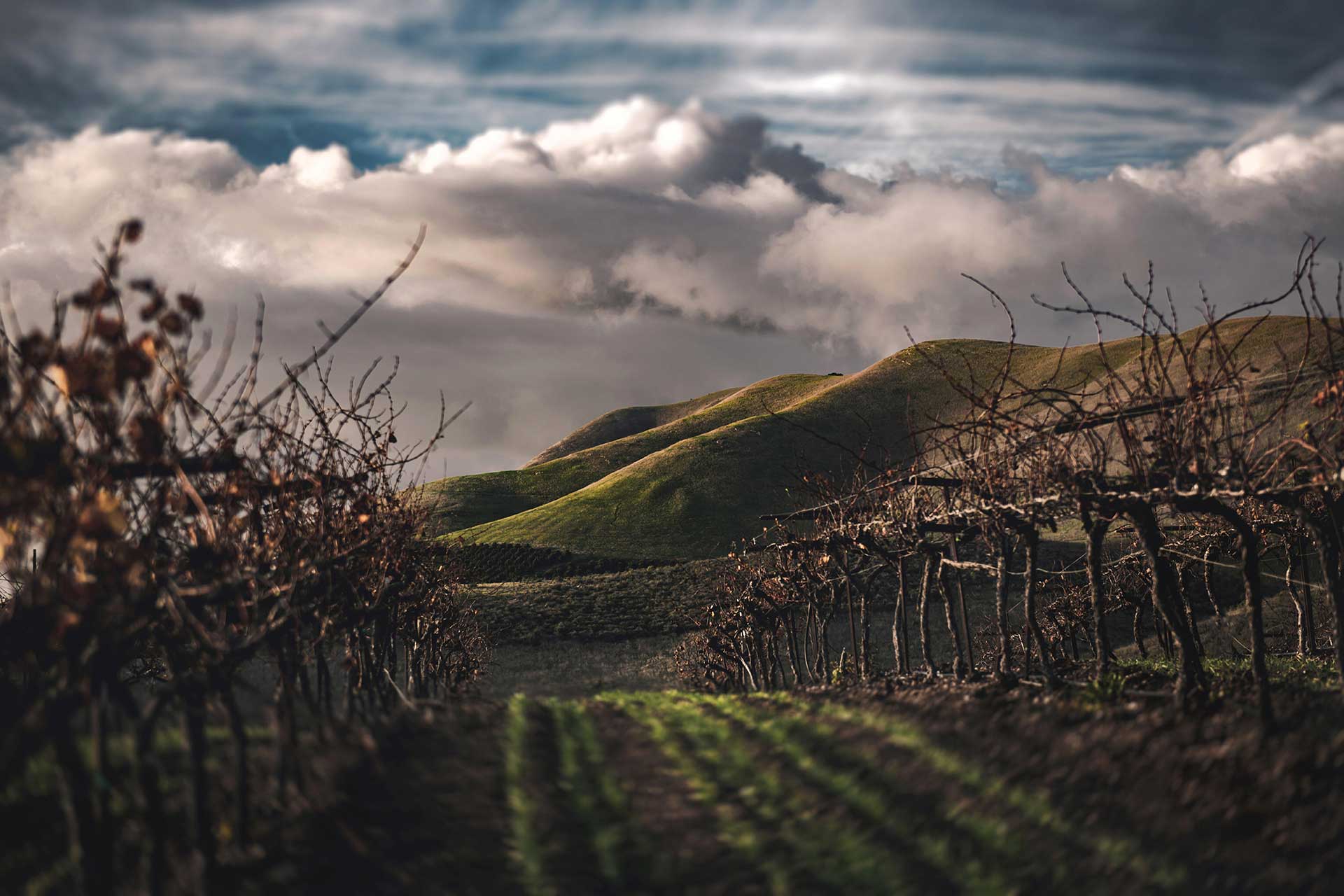 Fine Wine: Top Californian Pinot Noir