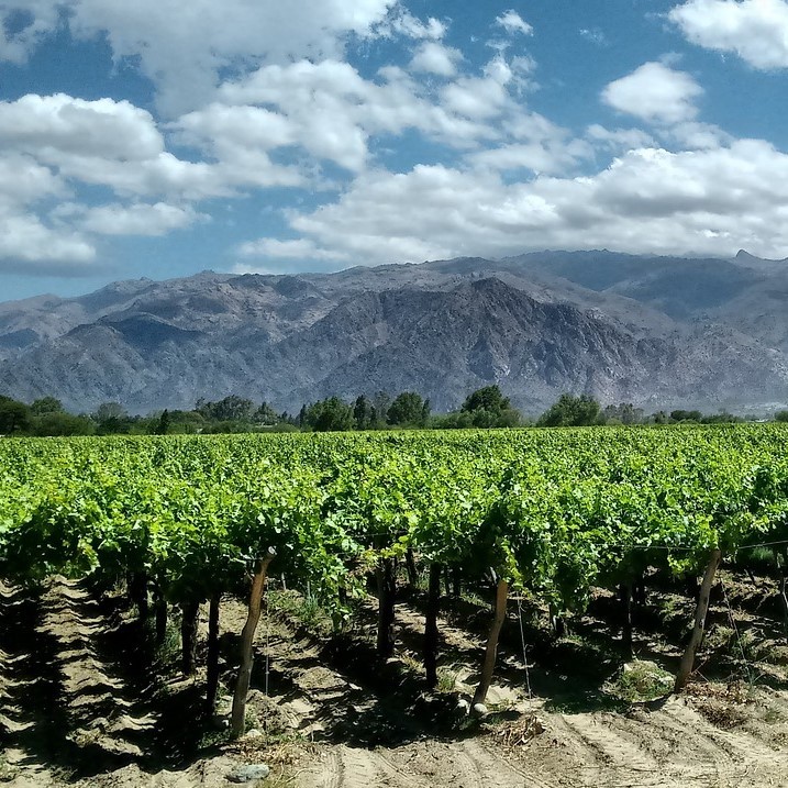 Country - Argentina Cafayates Vineyards 