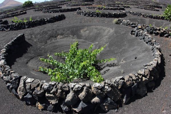 Volcanic wines