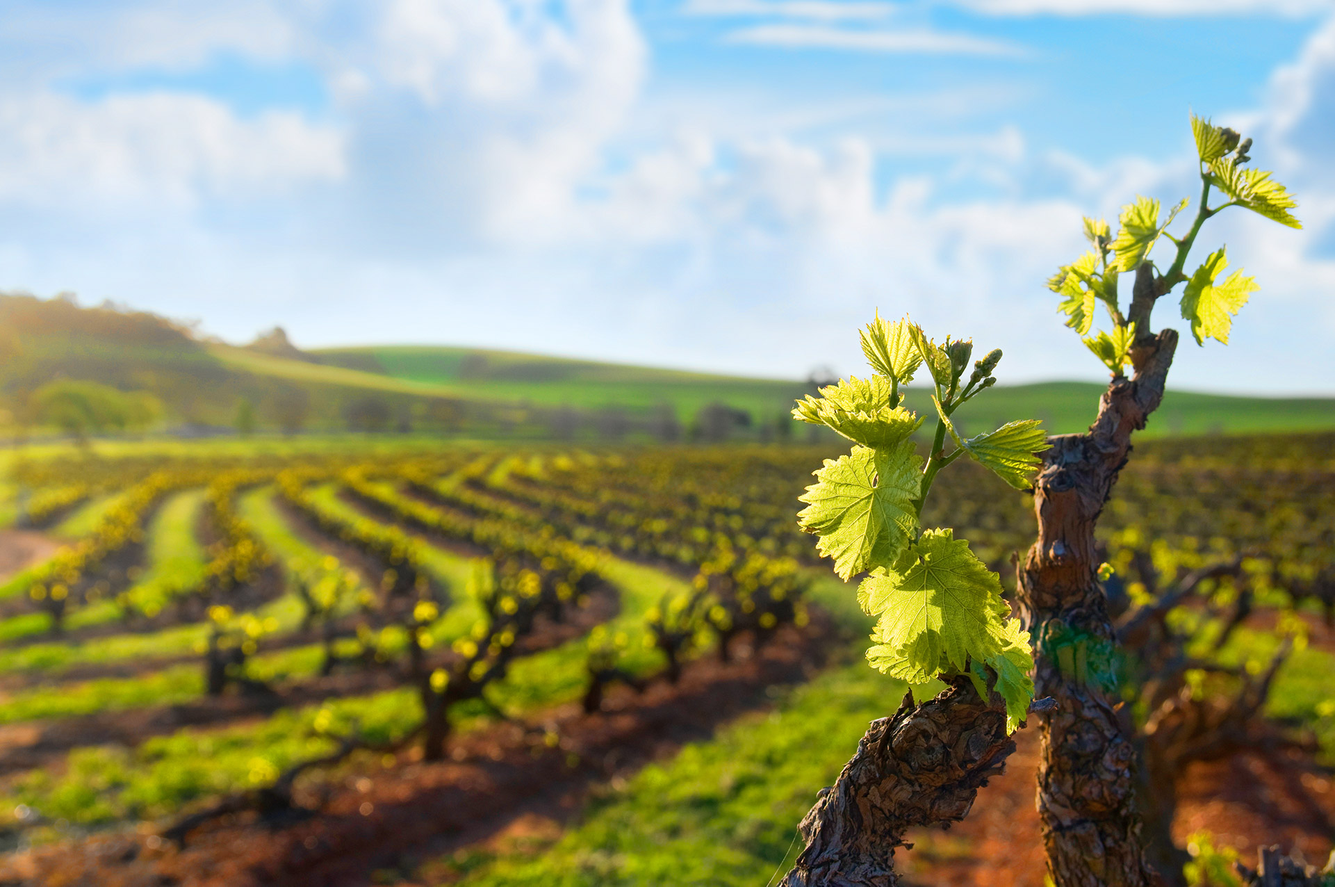 Decanter's Top Value Wines Under £15