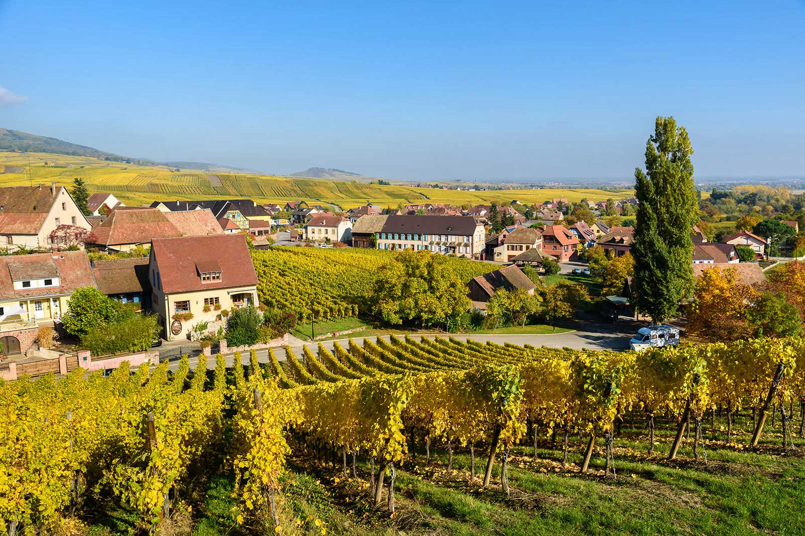 World of Wine: Alsace, Germany, the UK & Austria