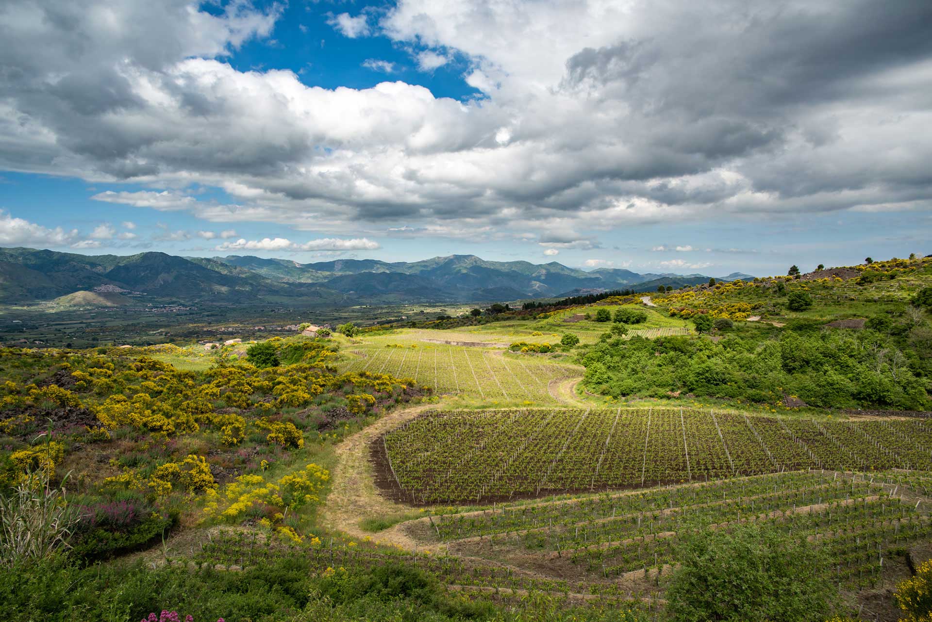 ONLINE TASTING: Meet the Winemaker - Graziano Nicosia of Sicily