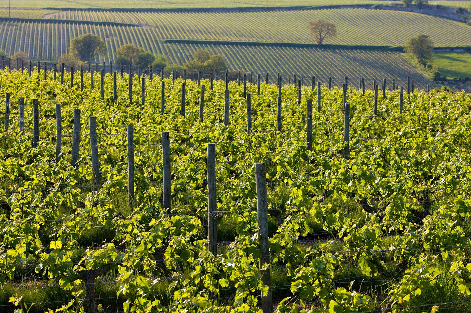 Tour de France: Discover Loire & Alsace