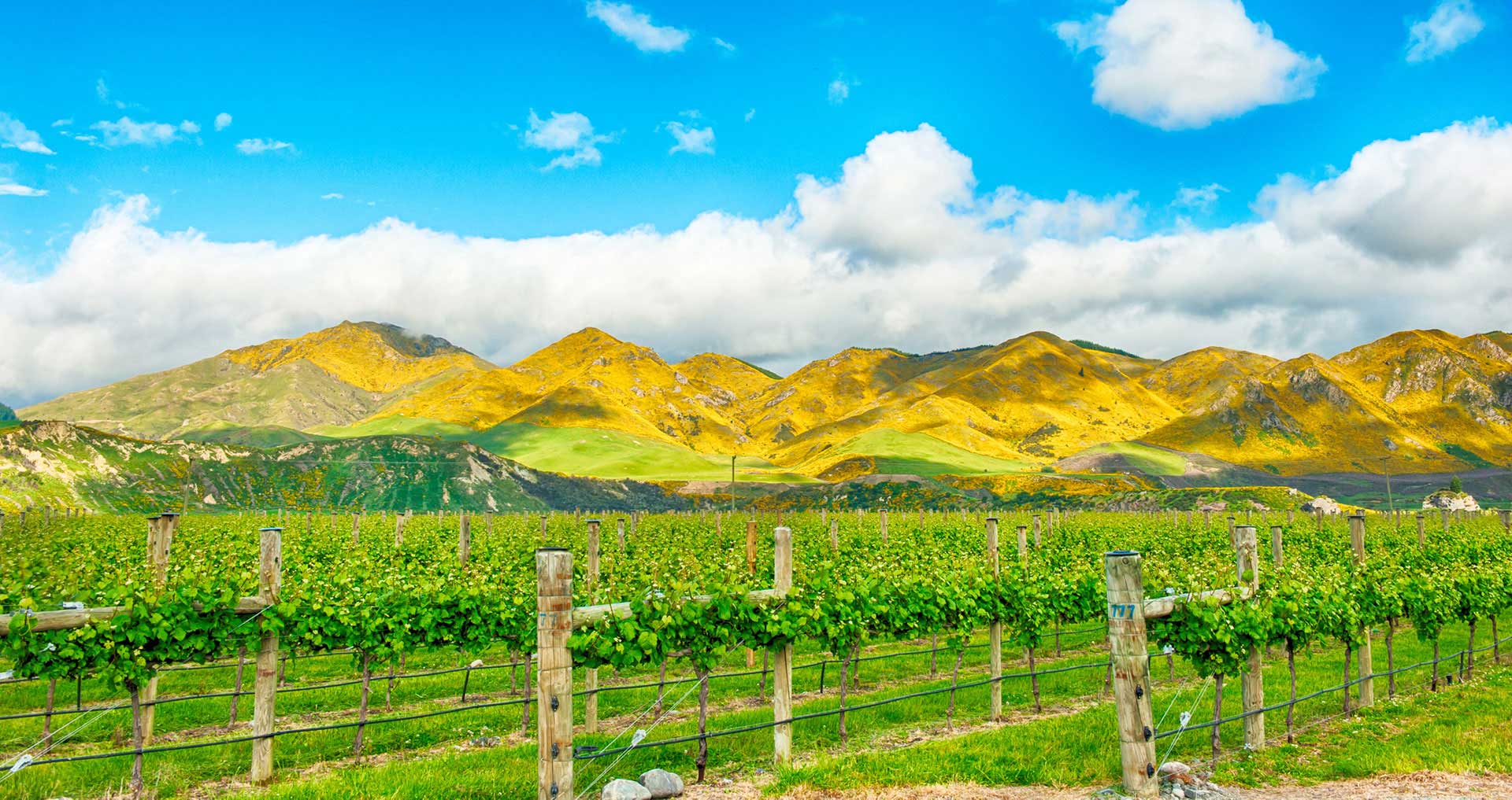Premium Wines of the New World: New Zealand & Australia