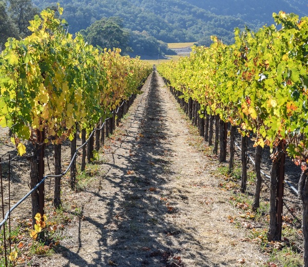 Discover USA and South Africa Suffolk Local Wine School Wine Courses Ipswich and Suffolk