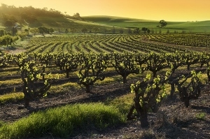 World of Wine Series: Australia and New Zealand