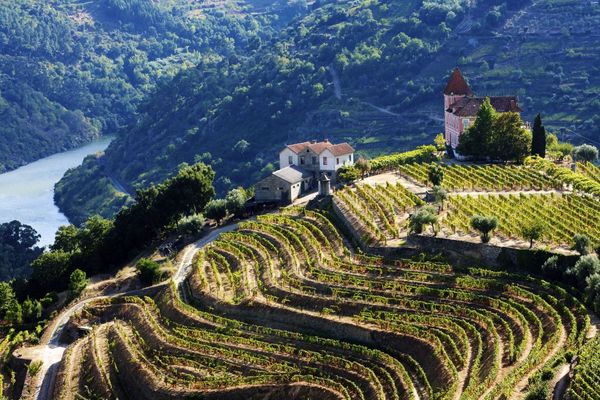 Pioneers of Port: Legendary People and Wines