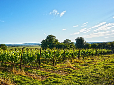 English Wine Week Tasting