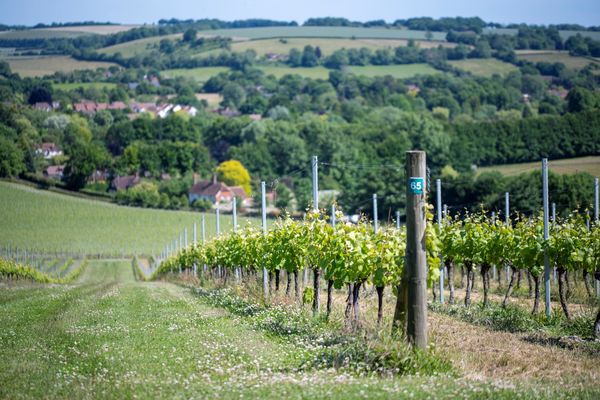 English Wine Week - Nation of Winemakers