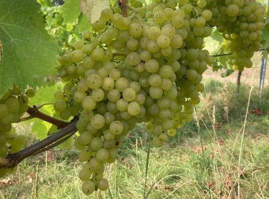 Introduction to Sparkling, White and Rosé Wines