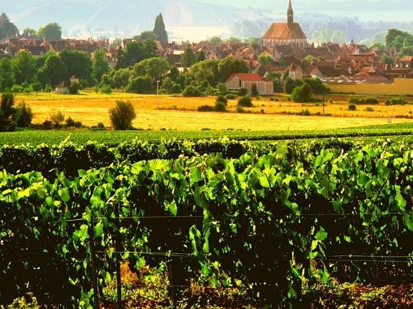 Fine Wine: Discover Chablis