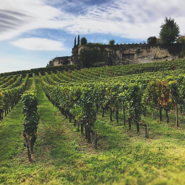 World of Wine Deeper Dive: France Session 2 – Southern France