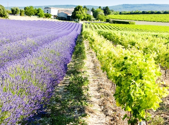 Syrah, Grenache and Southern Rhone whites