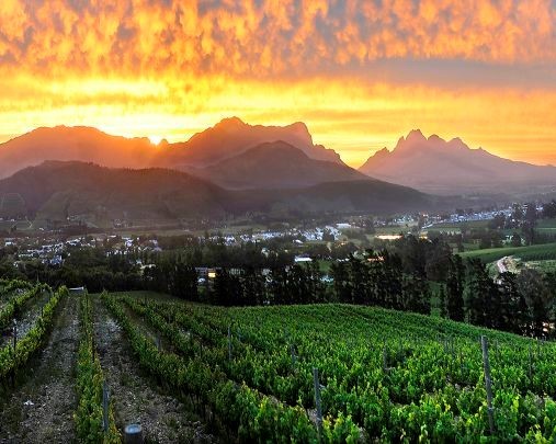 Explore the Wines of South Africa & USA