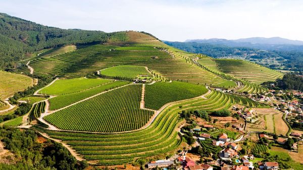 Albariño & Friends: A Taste of Galicia with Altos de Torona