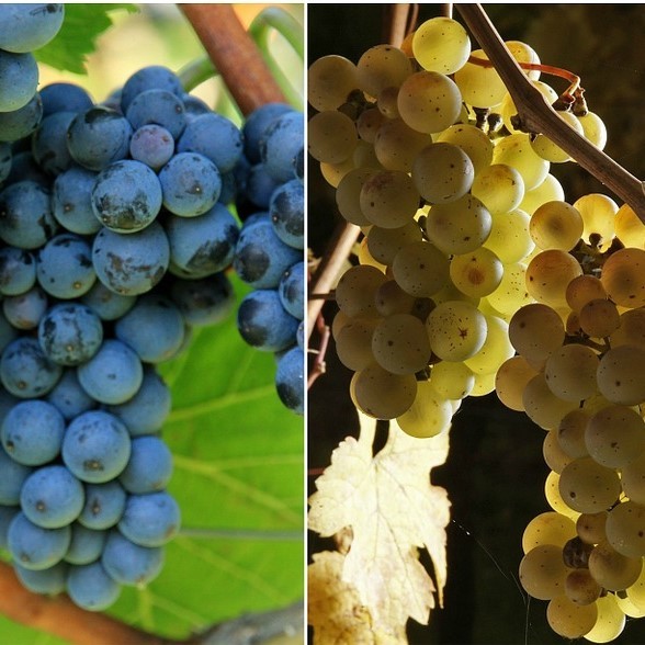 An Introduction to Wine Tasting - Preston