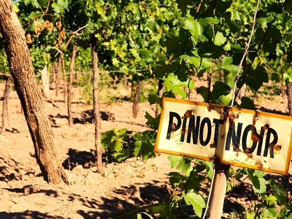 Pinot Noir of the World Comparison Tasting
