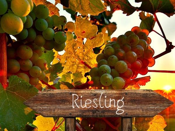 Riesling of the World Comparison Tasting
