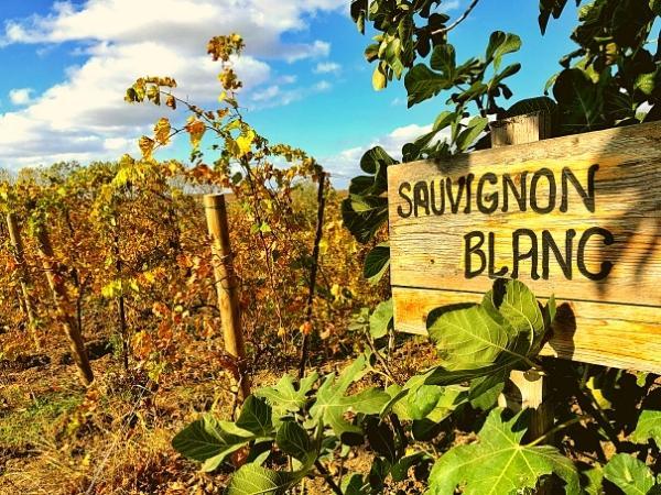 Sauvignon Blanc of the World Comparison Tasting