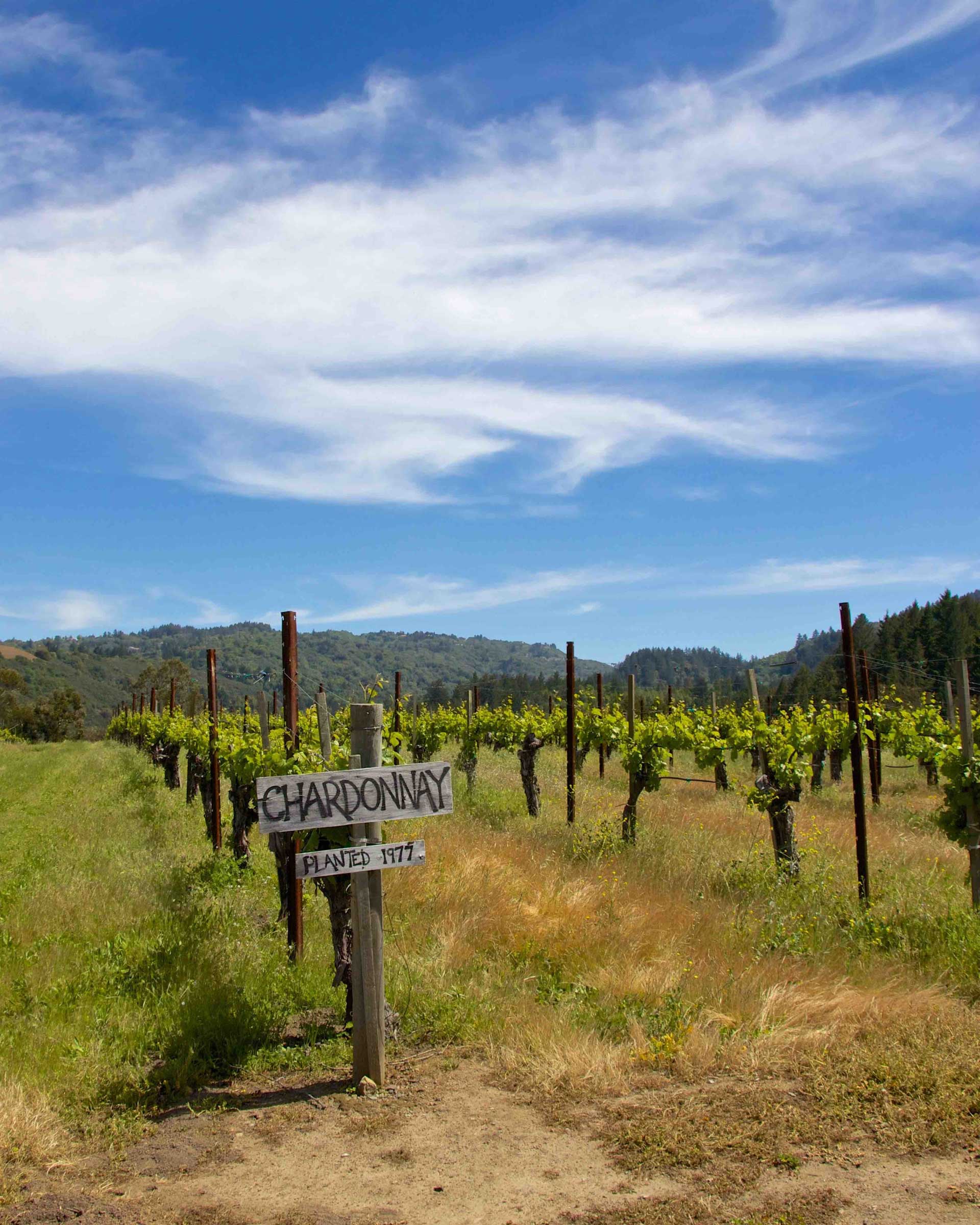Chardonnay from around the World