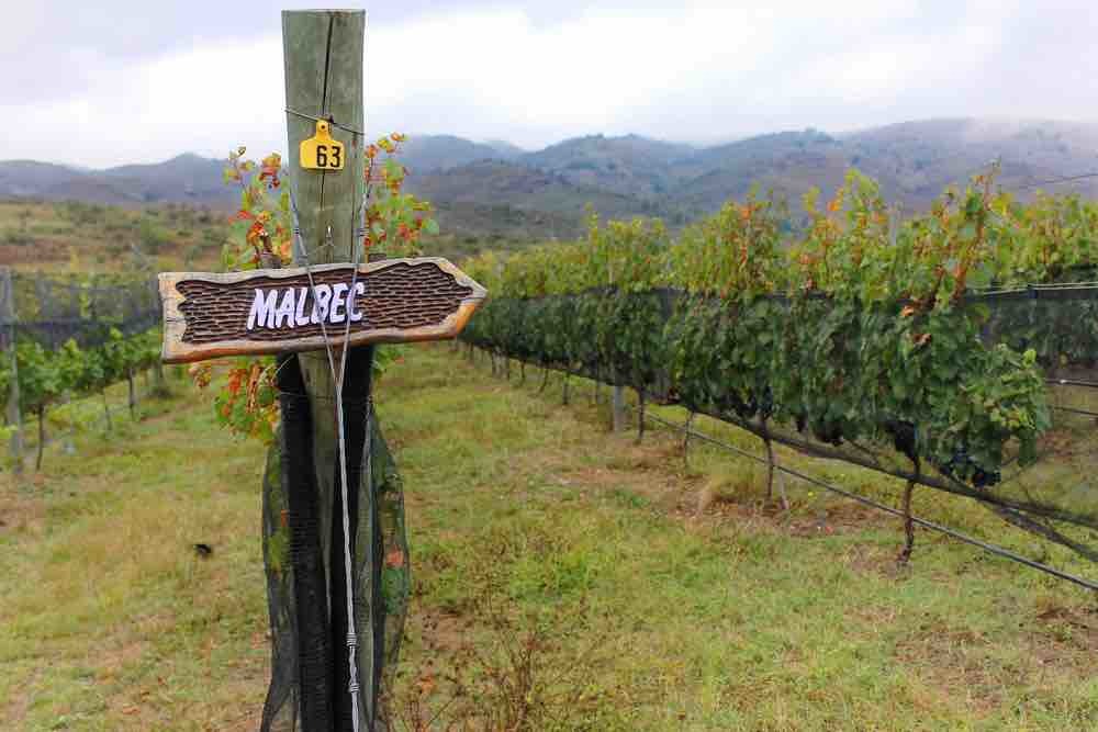 Malbec from around the World