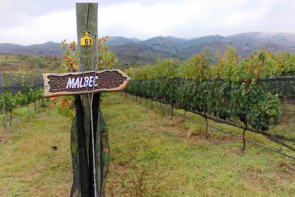 Malbec from around the globe